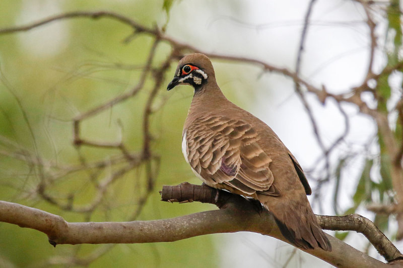 Squatter Pigeon