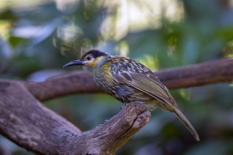 Macleay's Honeyeater