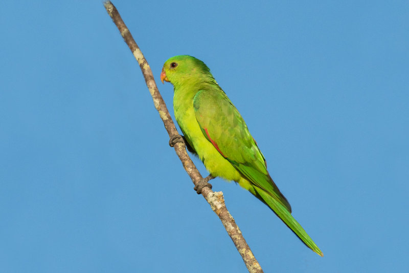 Red-winged Parrot