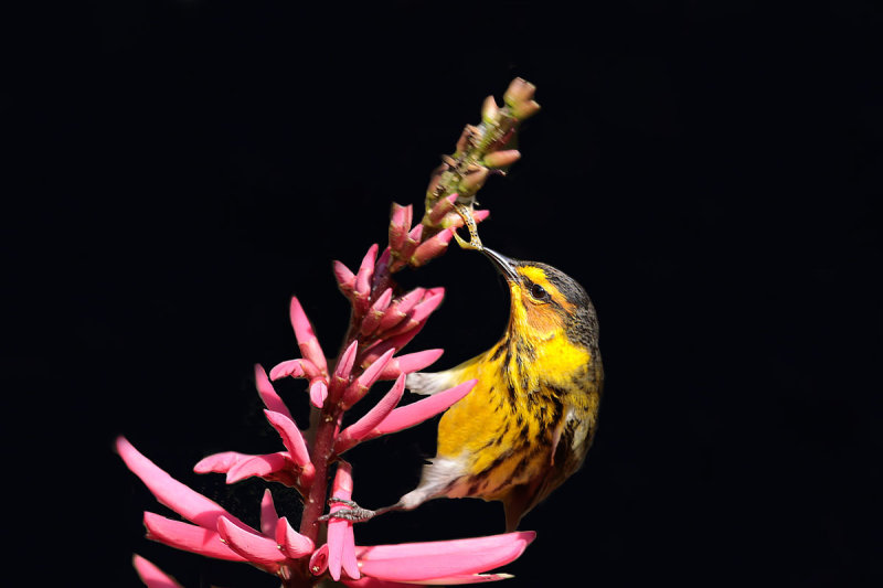 Cape May Warbler