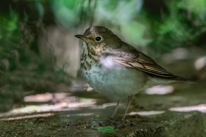 Swainson's Thrush