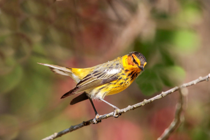 Cape May Warbler