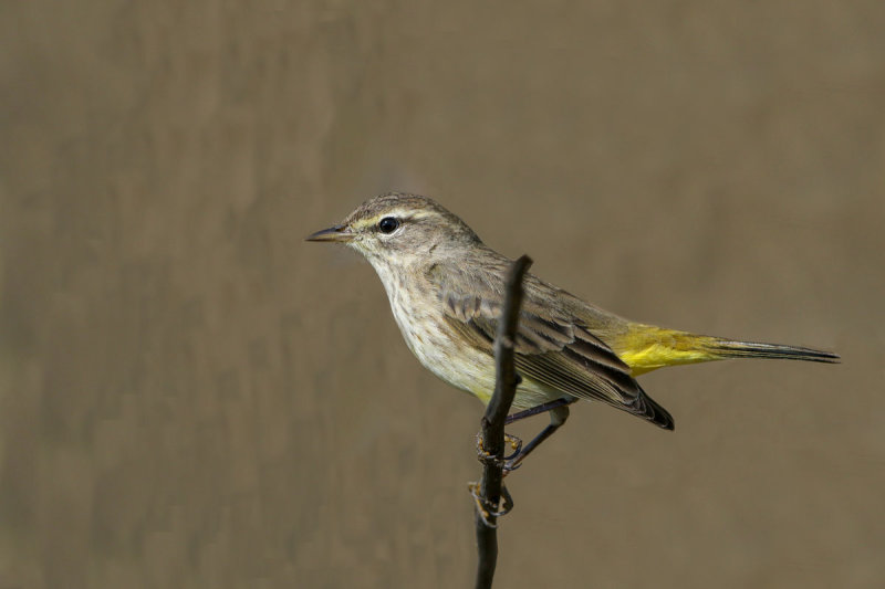 Palm Warbler
