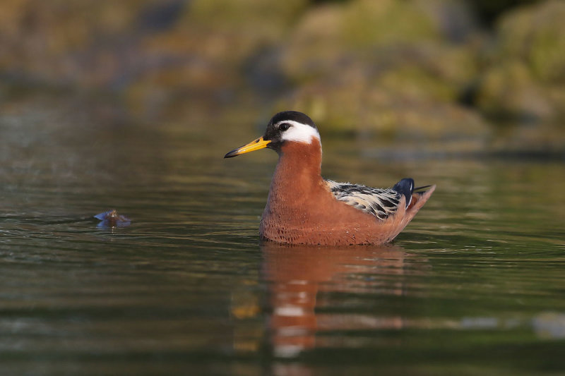 Red Phalarope