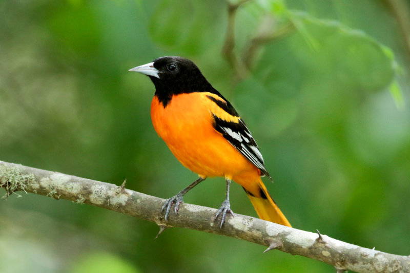 Baltimore Oriole