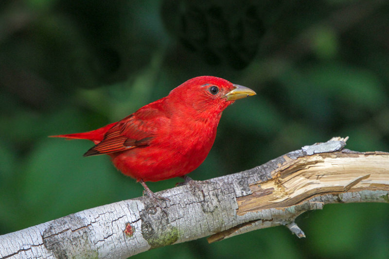 Summer Tanager