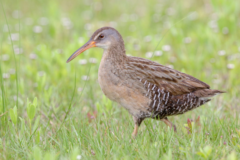 Clapper Rail
