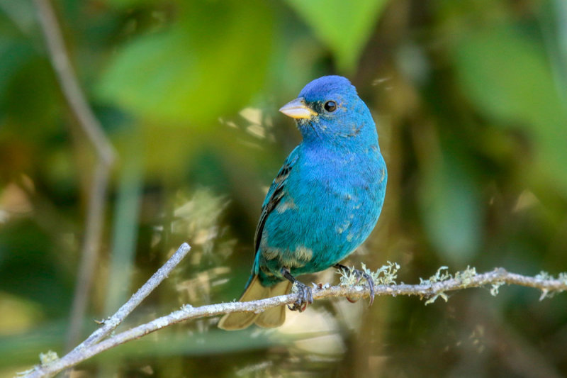Indigo Bunting