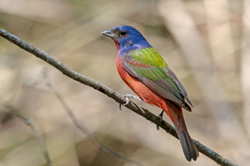 Painted Bunting