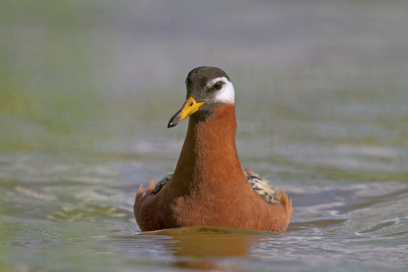 Red Phalarope