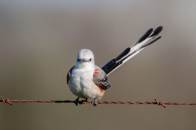 Scissor-tailed Flycatcher