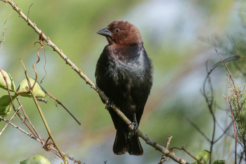 Brown-headed Cowbird