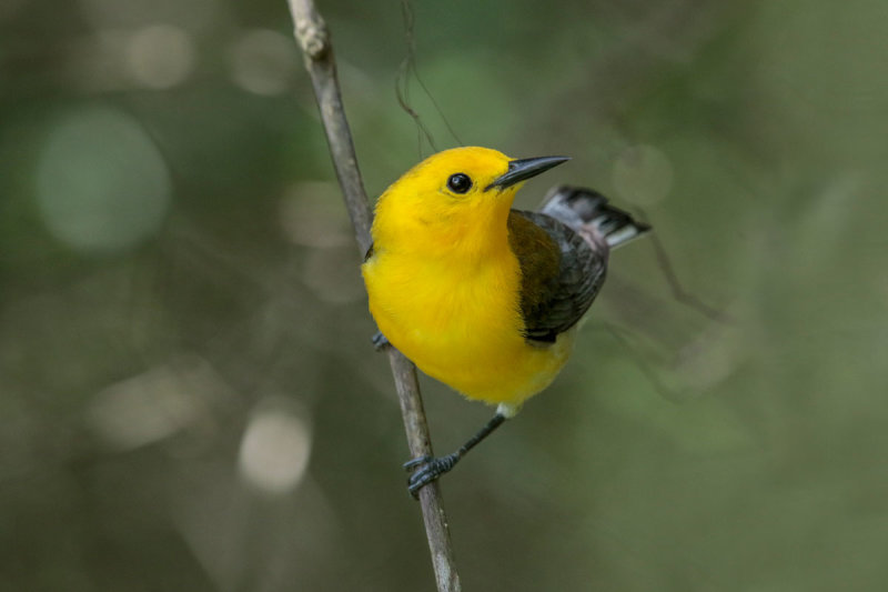 Prothonotary Warbler