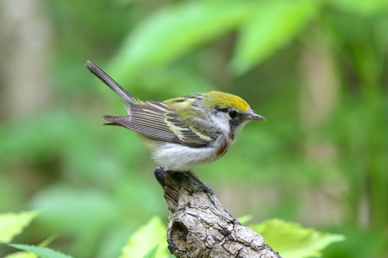 Chestnut-sided Warbler