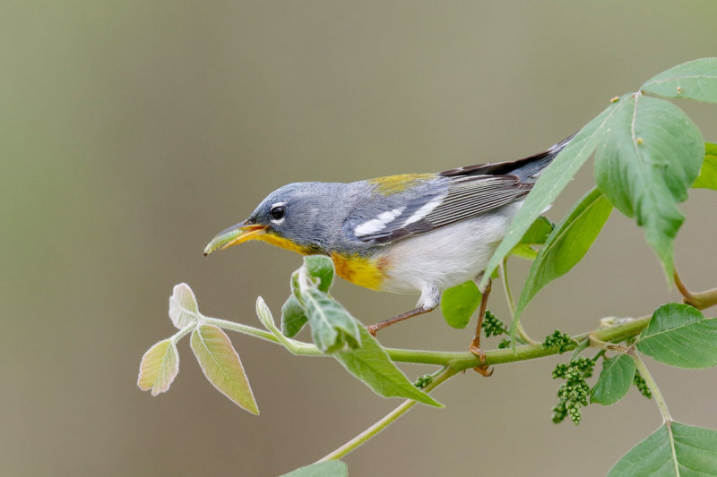 Northern Parula
