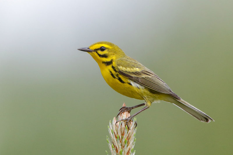 Prairie Warbler