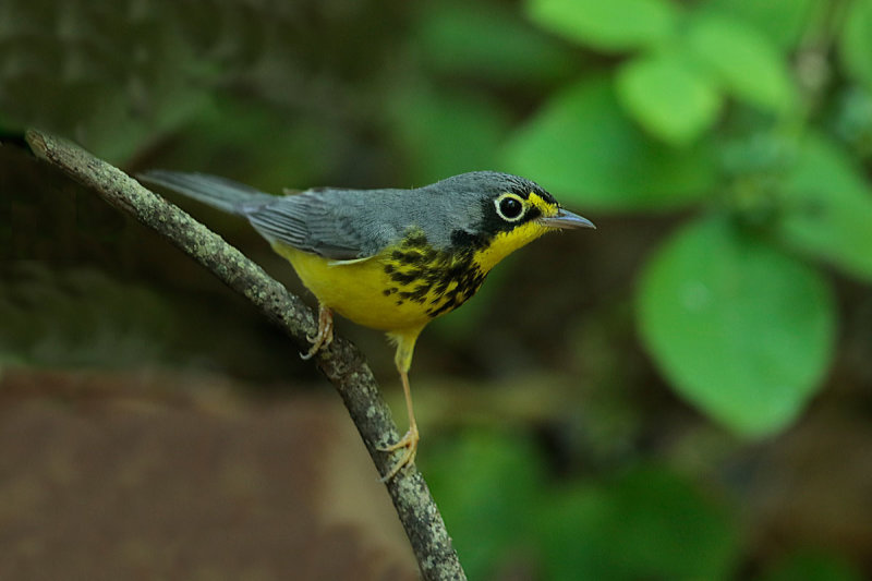 Canada Warbler