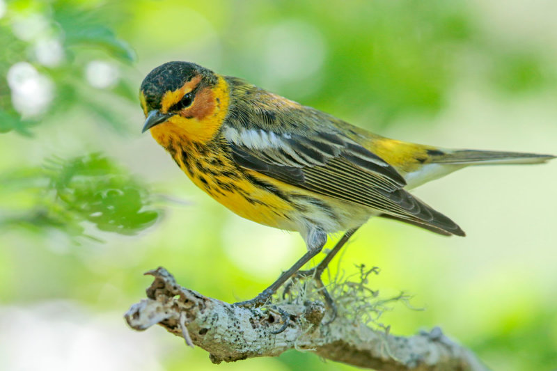 Cape May Warbler