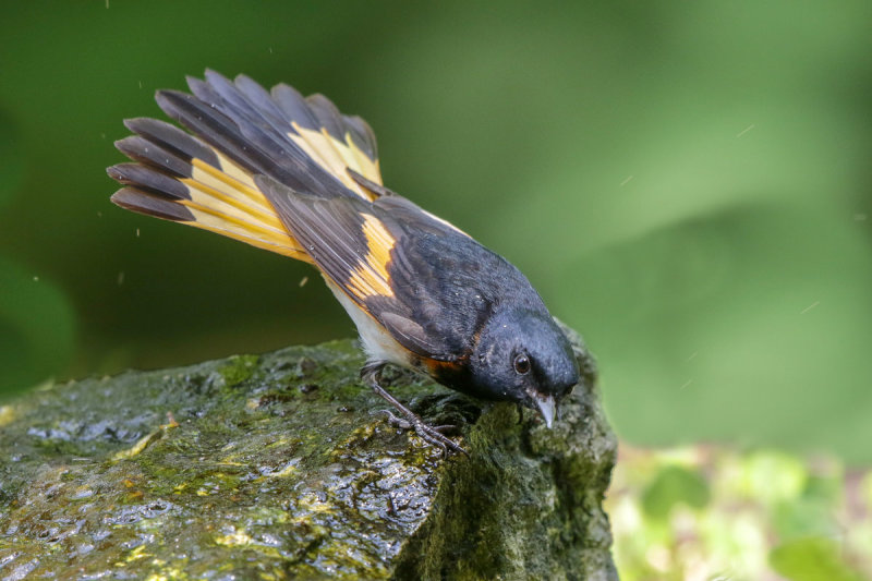American Redstart