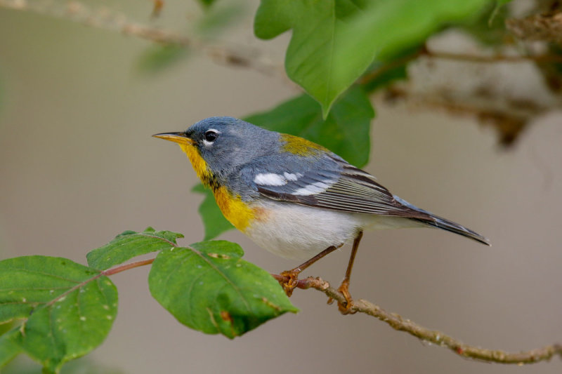 Northern Parula