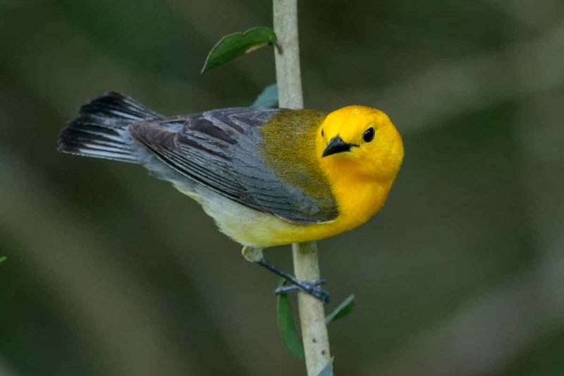 Prothonotary Warbler