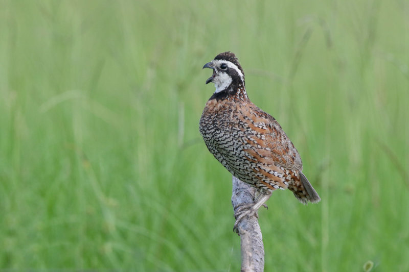 Northern Bobwhite