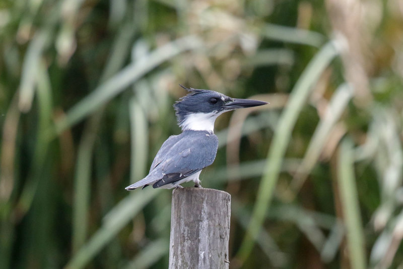 Belted Kingfisher