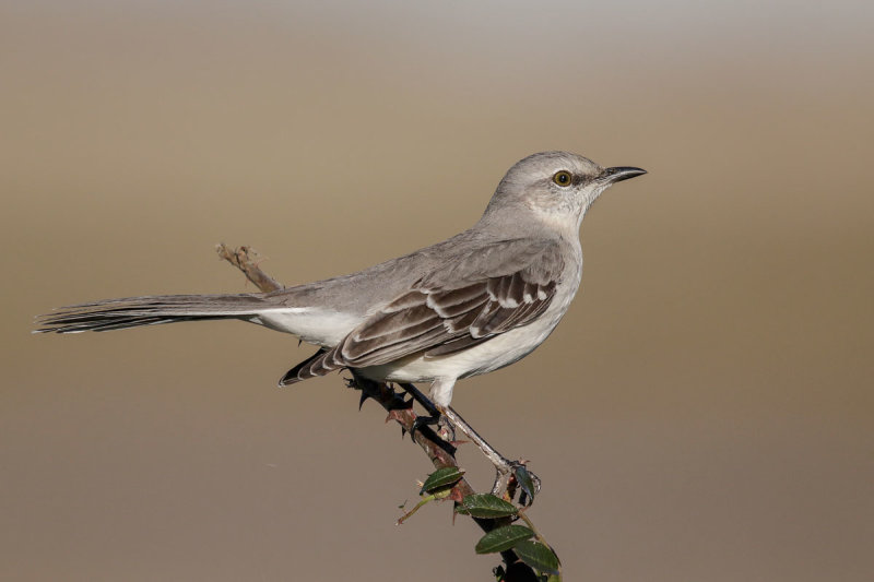 Northern Mockingbird