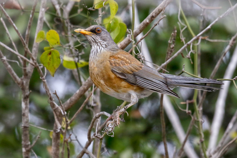 Rufous-backed Robin