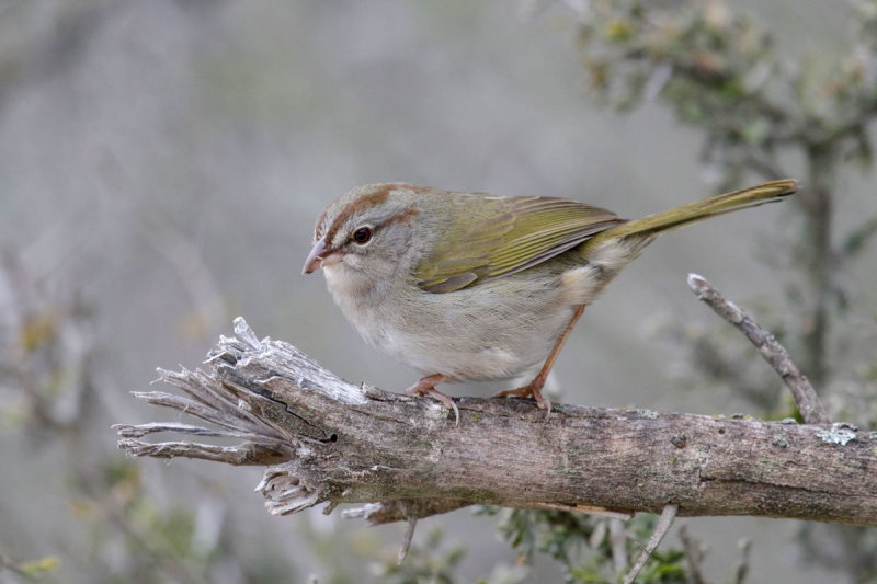 Olive Sparrow