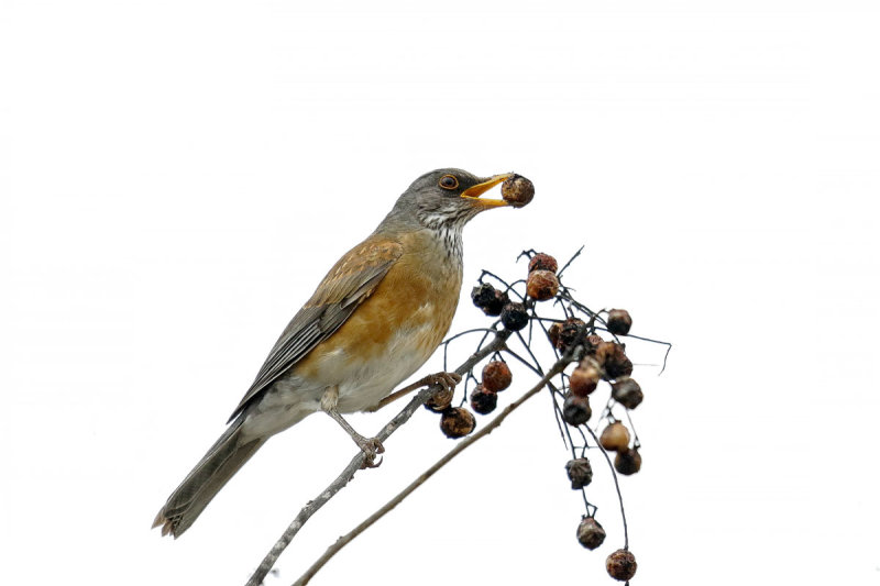 Rufous-backed Robin