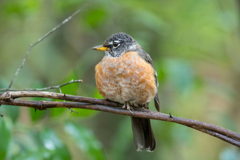 American Robin