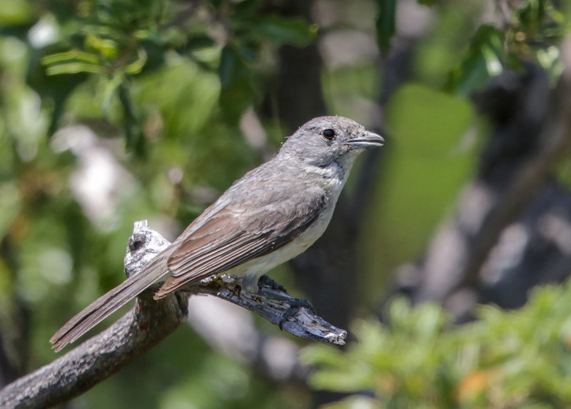 Gray Vireo