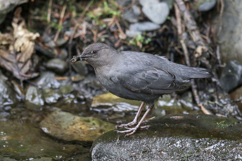 American Dipper 
