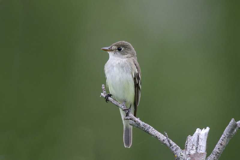 Alders Flycatcher