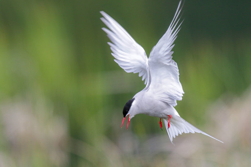 Arctic Tern
