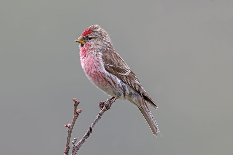 Common Redpoll