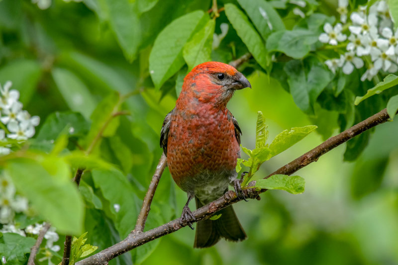 Pine Grosbeak