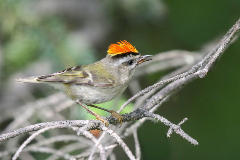Golden-crowned kinglet