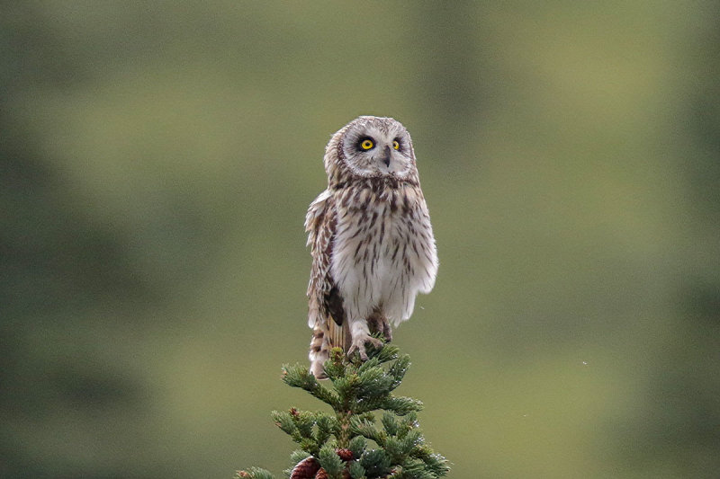 Short-eared Owl