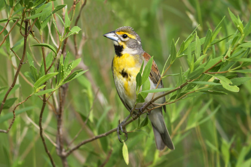 Dickcissel