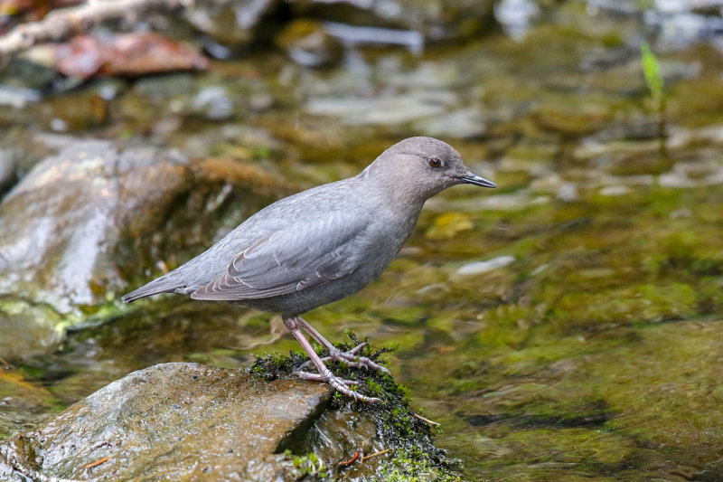 American Dipper