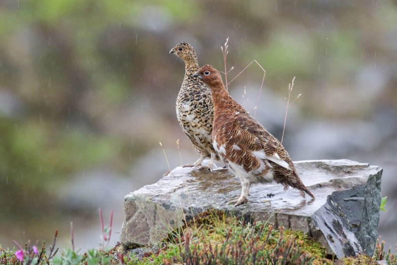 Rock Ptarmigan