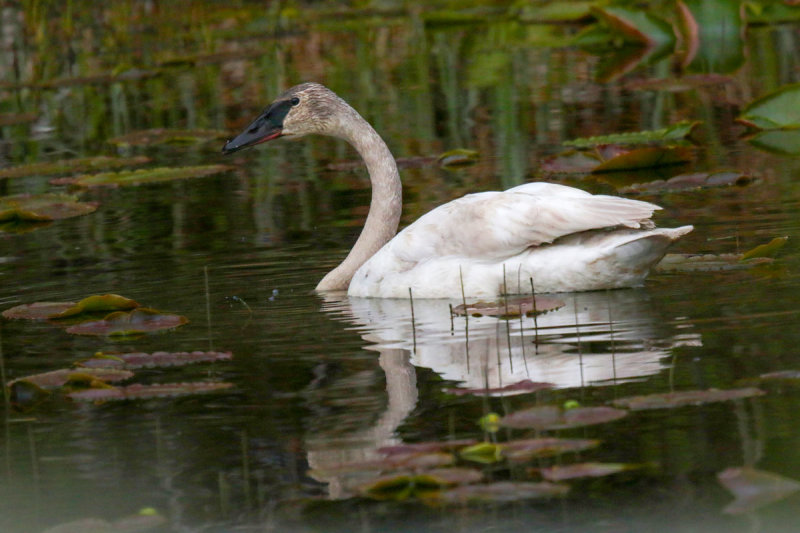 Trumpeter Swan