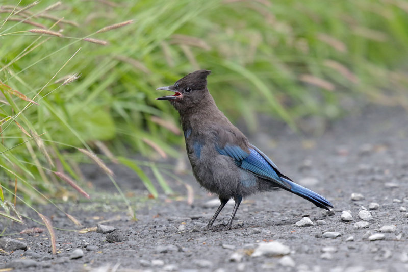 Stellar Jay