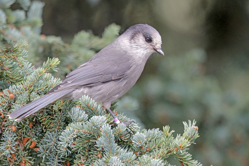 Canada Jay