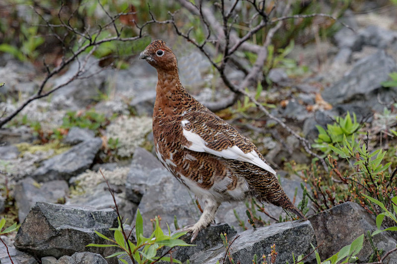 Rock Ptarmigan