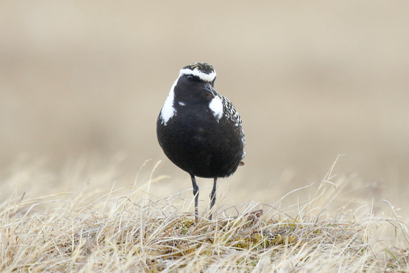 American Golden-Plover