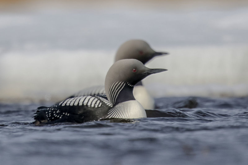 Pacific Loon