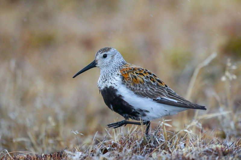 Dunlin